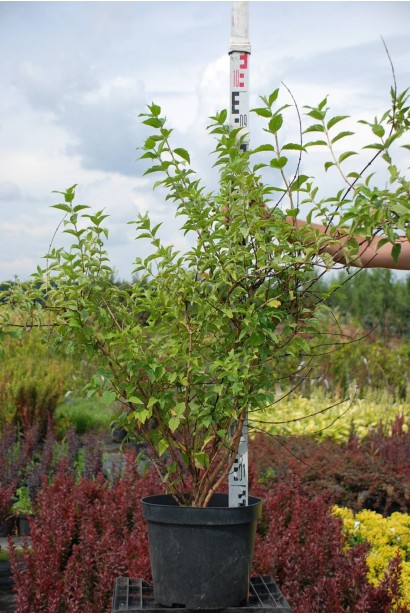 Чубушник / Жасмин садовый Бель Этуаль